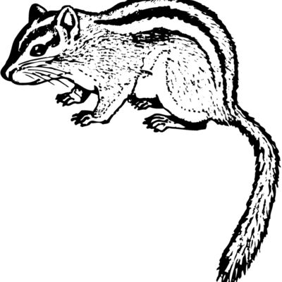 Chipmunk Thumbnail