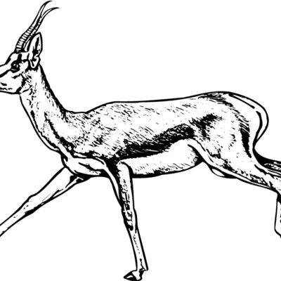 Gazelle Thumbnail