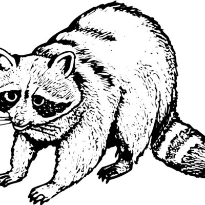 Raccoon Thumbnail