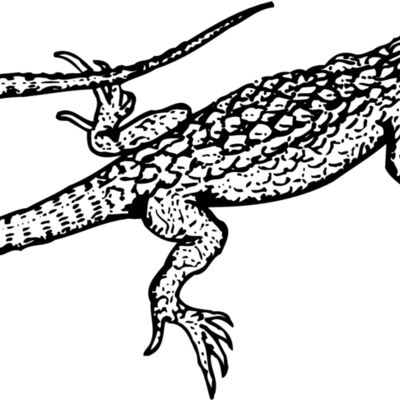 Lizard Thumbnail